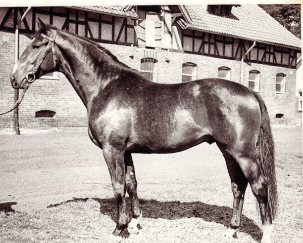 stallion Monolith (Hanoverian, 1965, from Marconi)
