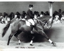 Pferd Mally (Hannoveraner, 1962, von Marconi)