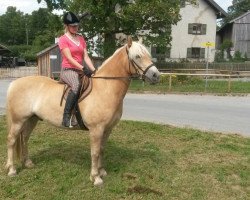 horse Spirit (Haflinger, 2009)