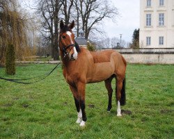 jumper L-Jot (Hanoverian, 2007, from Le Primeur)