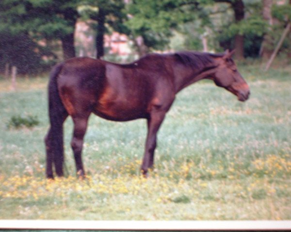 broodmare Marokkanerin (Westphalian, 1959, from Pernod xx)