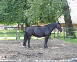 broodmare Camilla van de Spitlanden (Groningen, 1994, from Experiment Mønstergård)