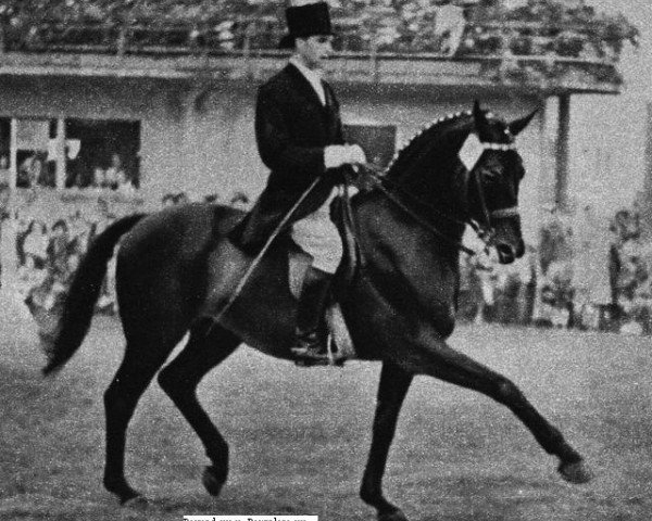 stallion Pernod xx (Thoroughbred, 1939, from Marcellus xx)