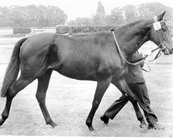 stallion Carvo xx (Thoroughbred, 1972, from Neckar xx)