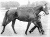 stallion Carvo xx (Thoroughbred, 1972, from Neckar xx)