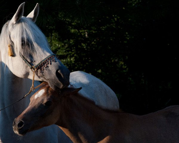 Zuchtstute CM Naafeedah El Erb ox (Vollblutaraber, 2005, von Messaoud 1979 ox)