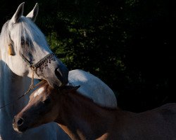 broodmare CM Naafeedah El Erb ox (Arabian thoroughbred, 2005, from Messaoud 1979 ox)