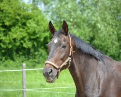 broodmare Flora (Hanoverian, 1994, from Feiner Graf)