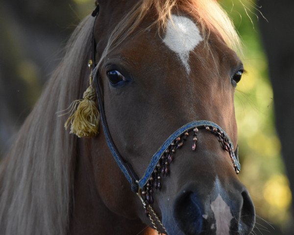 broodmare Hanadi Al Zamet (Arabian thoroughbred, 2007, from Messaoud 1979 ox)