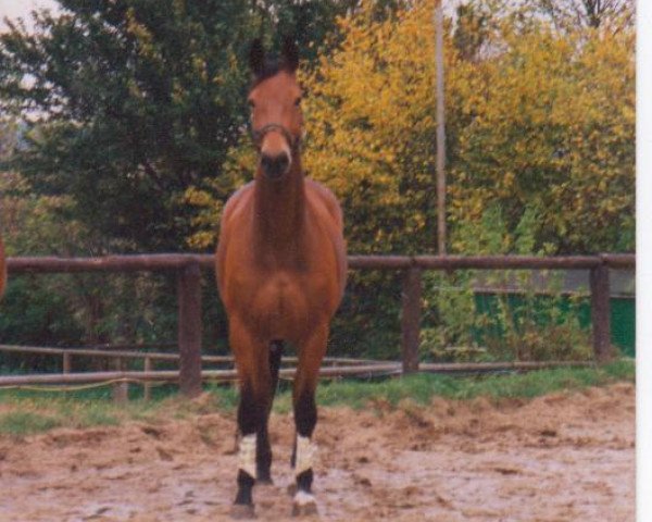 broodmare Avenue (Hanoverian, 1988, from Avus)