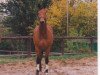 broodmare Avenue (Hanoverian, 1988, from Avus)