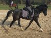 dressage horse Kimi 7 (German Riding Pony, 2002, from Kennedy WE)