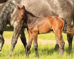 broodmare Fleur de Lys (KWPN (Royal Dutch Sporthorse), 2010, from Cicero Z van Paemel)