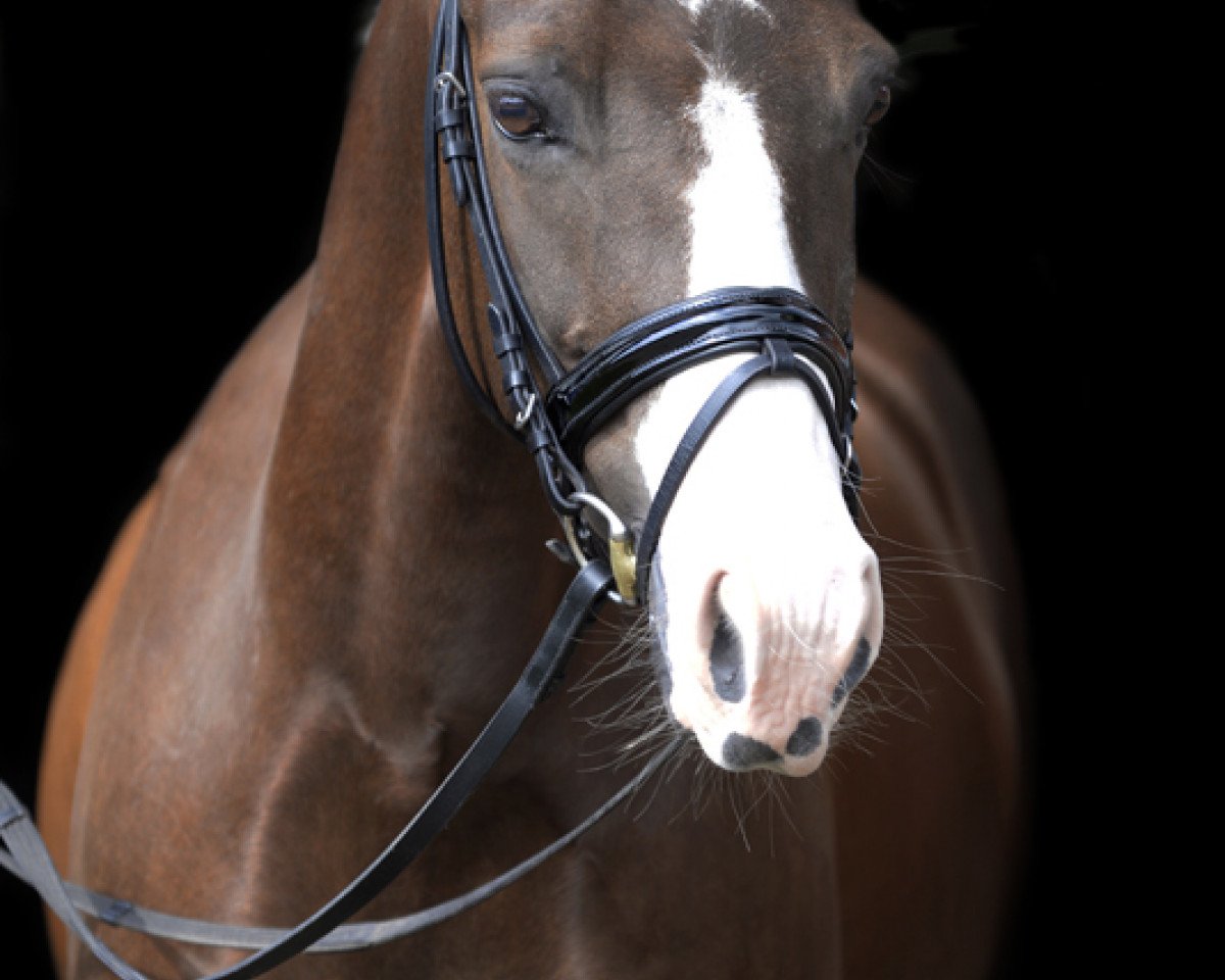dressage horse Nebukadnezar AE (German Riding Pony, 2006, from No Limit)