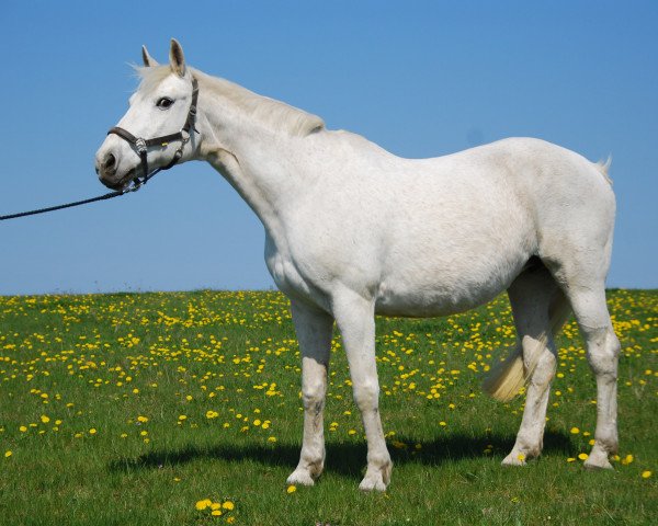 broodmare Korona (Mecklenburg, 1985, from Kobold I)