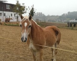 stallion Nicosch (18,75% ox) (Edelbluthaflinger, 1993, from Nabo (12,5% ox))