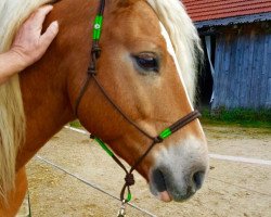 dressage horse nino (Haflinger, 2000, from Nicosch (18,75% ox))