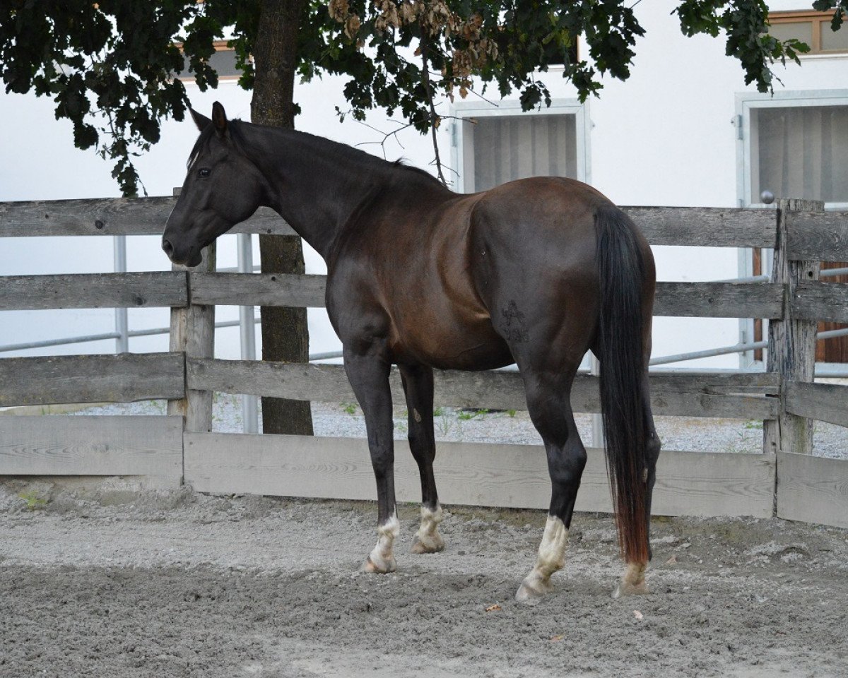 Pferd Eleganta-M (Österreichisches Warmblut, 2010, von Frühlingsadel)