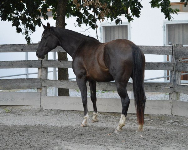 horse Eleganta-M (Austrian Warmblood, 2010, from Frühlingsadel)