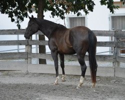 Pferd Eleganta-M (Österreichisches Warmblut, 2010, von Frühlingsadel)