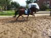 dressage horse Barthes Brandon (Welsh-Pony (Section B), 2006, from Best Boy)