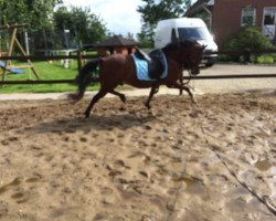 dressage horse Barthes Brandon (Welsh-Pony (Section B), 2006, from Best Boy)