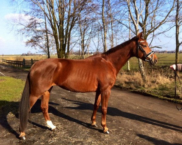 broodmare Davinia (Hanoverian, 2009, from Davignon I)