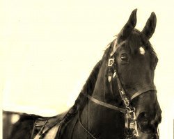 broodmare Altsagung (Hanoverian, 1941, from Altmann I)