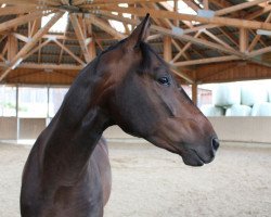 jumper Easy Mc Fly (Hanoverian, 2009, from Escudo I)