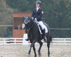 dressage horse Nouvel Amour (German Riding Pony, 2005, from Notre Beau)