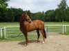 dressage horse Bel Ami 75 (Hanoverian, 2008, from Belissimo NRW)