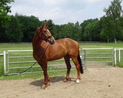 dressage horse Bel Ami 75 (Hanoverian, 2008, from Belissimo NRW)