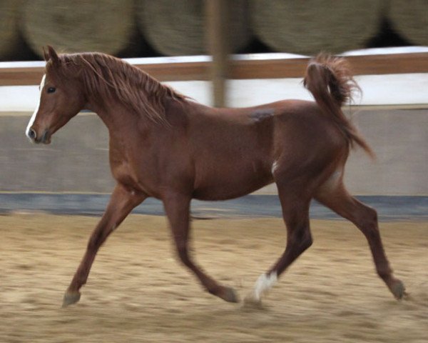 Pferd Jamil (Vollblutaraber, 2009)