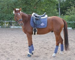 dressage horse Le Baron T (Hanoverian, 2007, from Laudabilis)