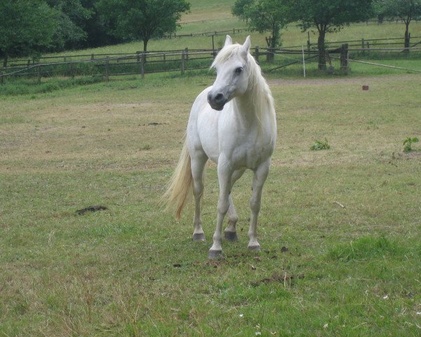 Zuchtstute Mandy (Deutsches Reitpony, 1993, von Magareteau Beau Nash GH)