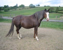 broodmare Naomi (German Riding Pony, 2001, from Natango)