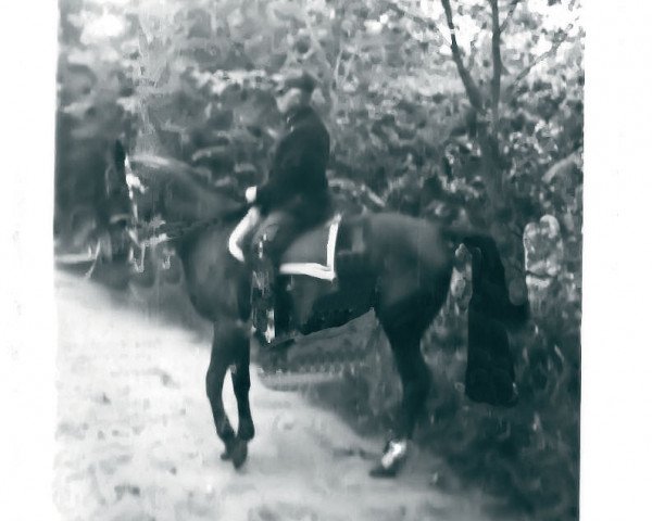 broodmare Stella (Hanoverian, 1923, from Schwof I)