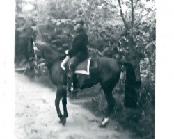 broodmare Stella (Hanoverian, 1923, from Schwof I)