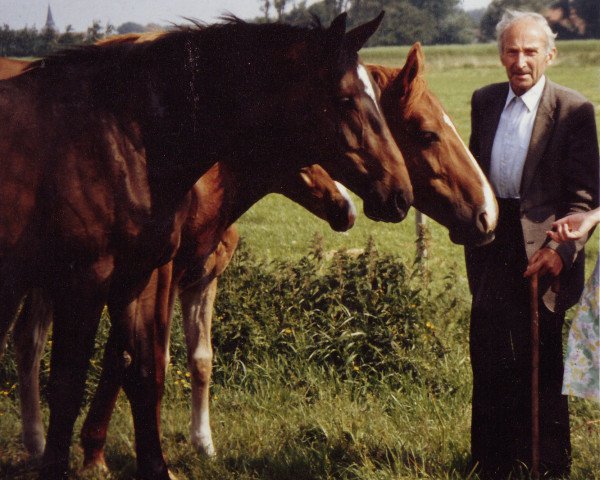 broodmare Adana (Hanoverian, 1974, from Ascari)