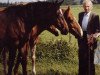 broodmare Adana (Hanoverian, 1974, from Ascari)