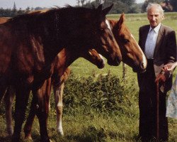 Pferd Tess (Hannoveraner, 1978, von Trapper)