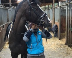 dressage horse Holsten (Trakehner, 2012, from Hohenstein I)