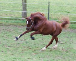 dressage horse Dallmayr 5 (Hanoverian, 2005, from De Niro)