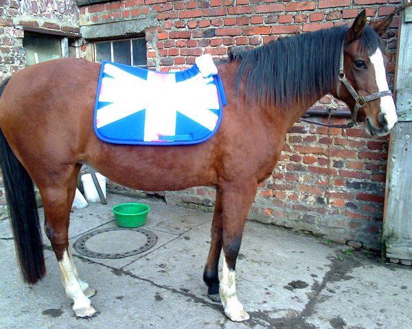 broodmare Lajana (German Riding Pony, 1999, from Gringo-W)