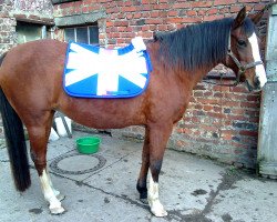 broodmare Lajana (German Riding Pony, 1999, from Gringo-W)