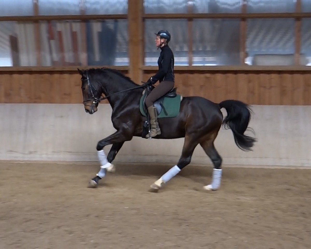 horse Sircido (Oldenburg, 2010, from Birkhof's Sirtaki)