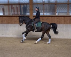 dressage horse Sircido (Oldenburg, 2010, from Birkhof's Sirtaki)