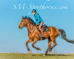 jumper Cookie Crisp (Hanoverian, 2010, from Chacco-Blue)