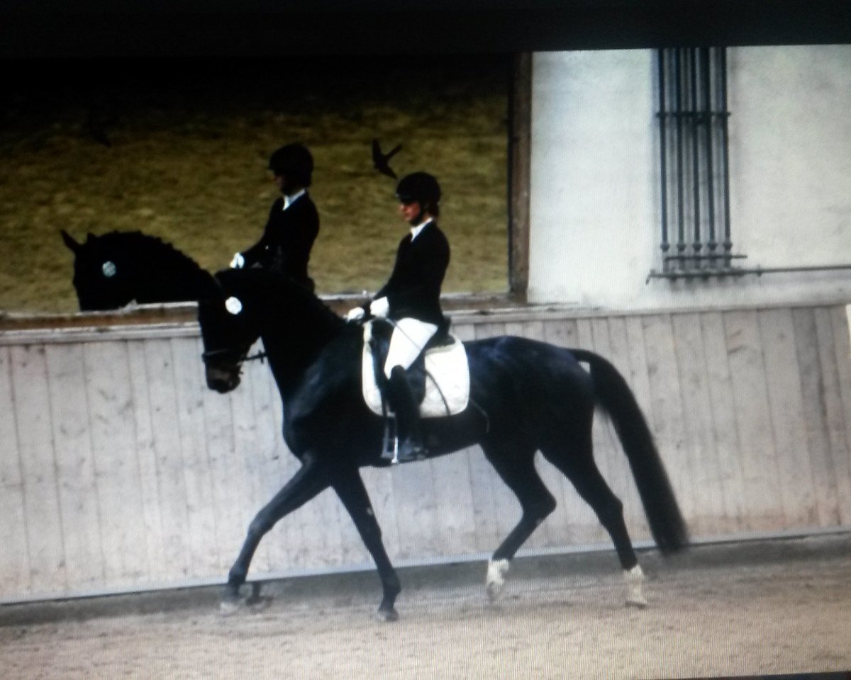 broodmare Heiderose 28 (Württemberger, 2008, from Hochfein)