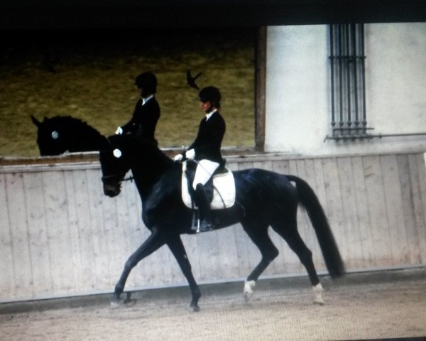 broodmare Heiderose (Württemberger,  , from Hochfein)